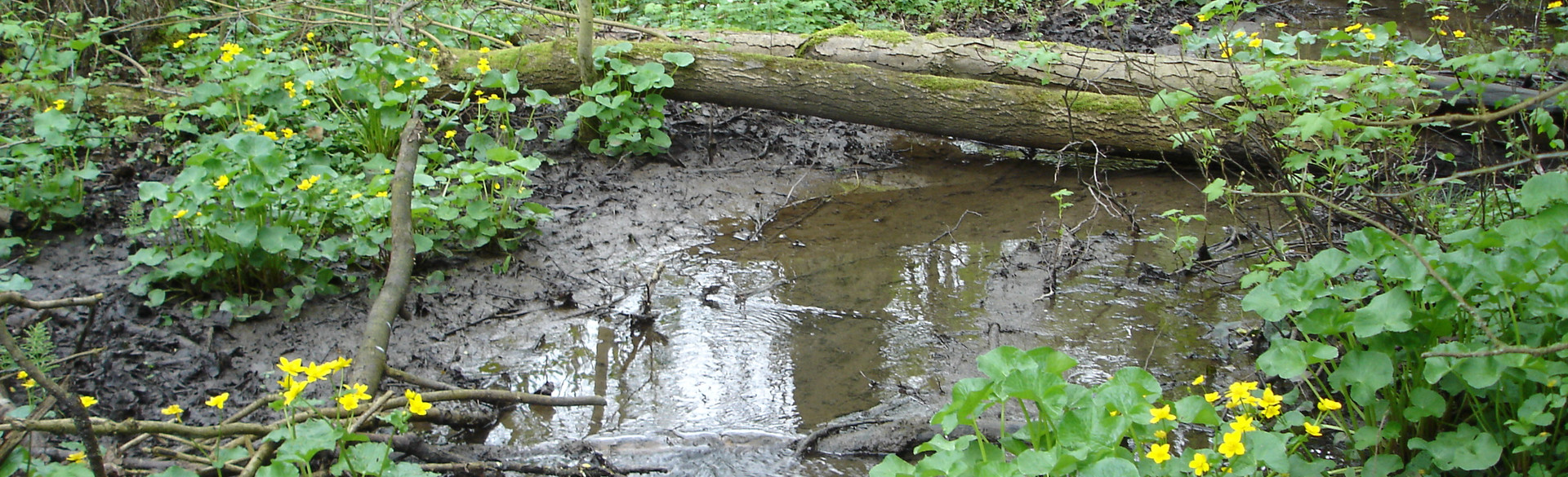 Köpfertal Auwald mit blühenden Sumpfdotterblumen(c)Wolf Dieter-Riexinger, © Wolf-Dieter Riexinger